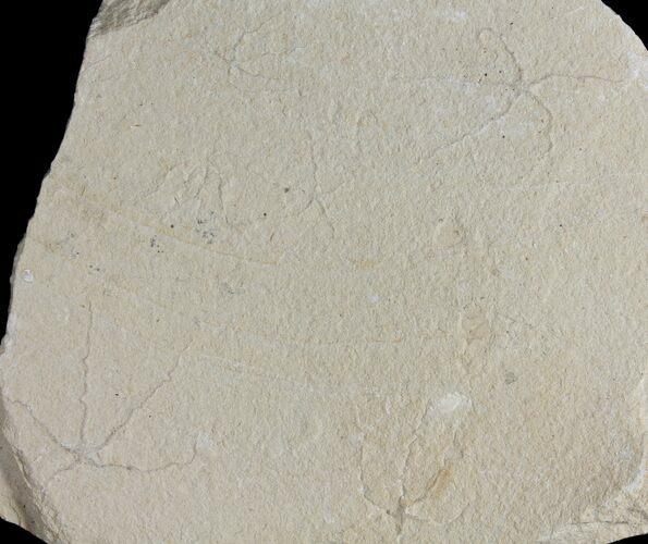Cluster of Cretaceous Brittle Star (Geocoma) Fossils - Lebanon #106182